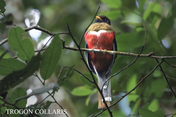 La Colombie et les oiseaux