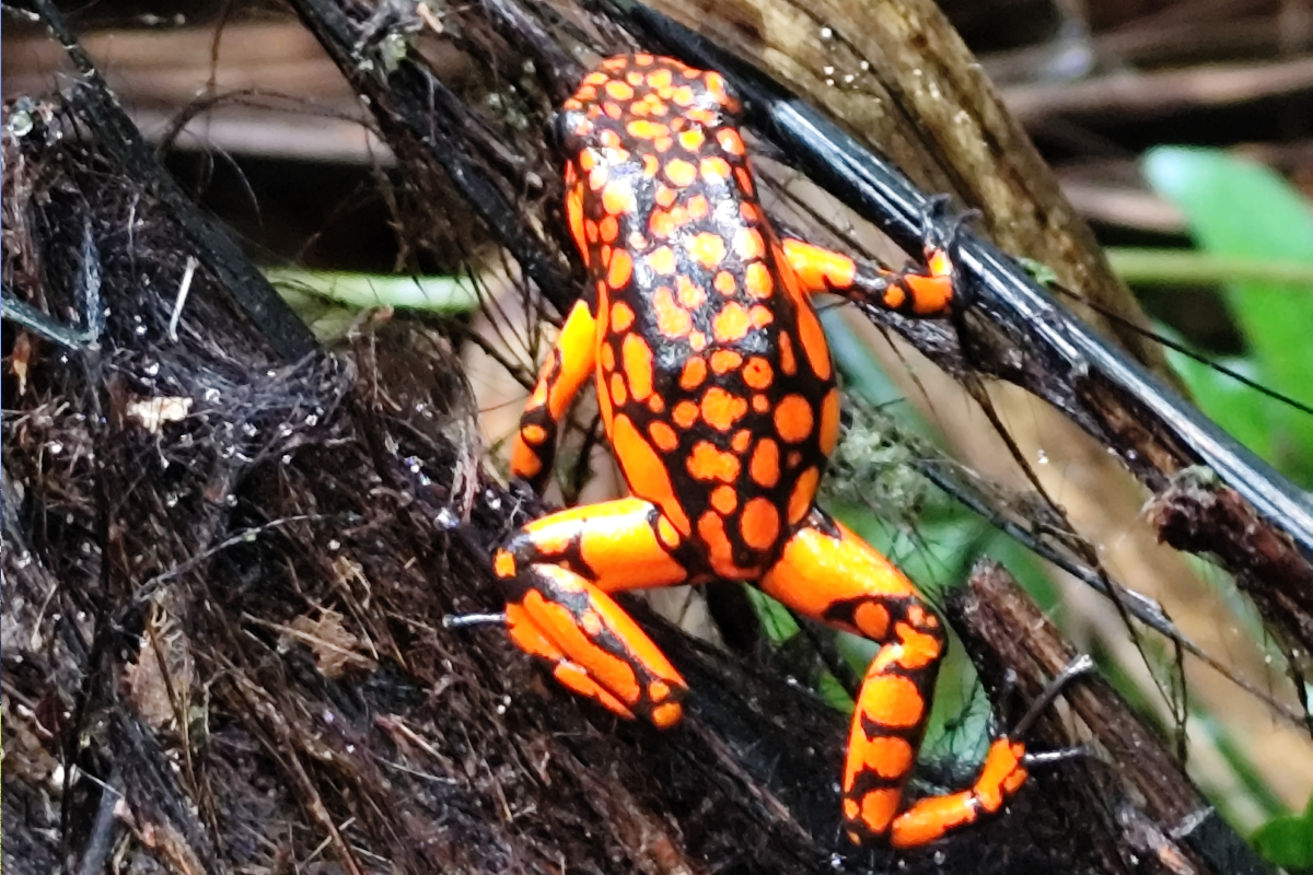 BGA Travel Biodiversity Culture Adventure