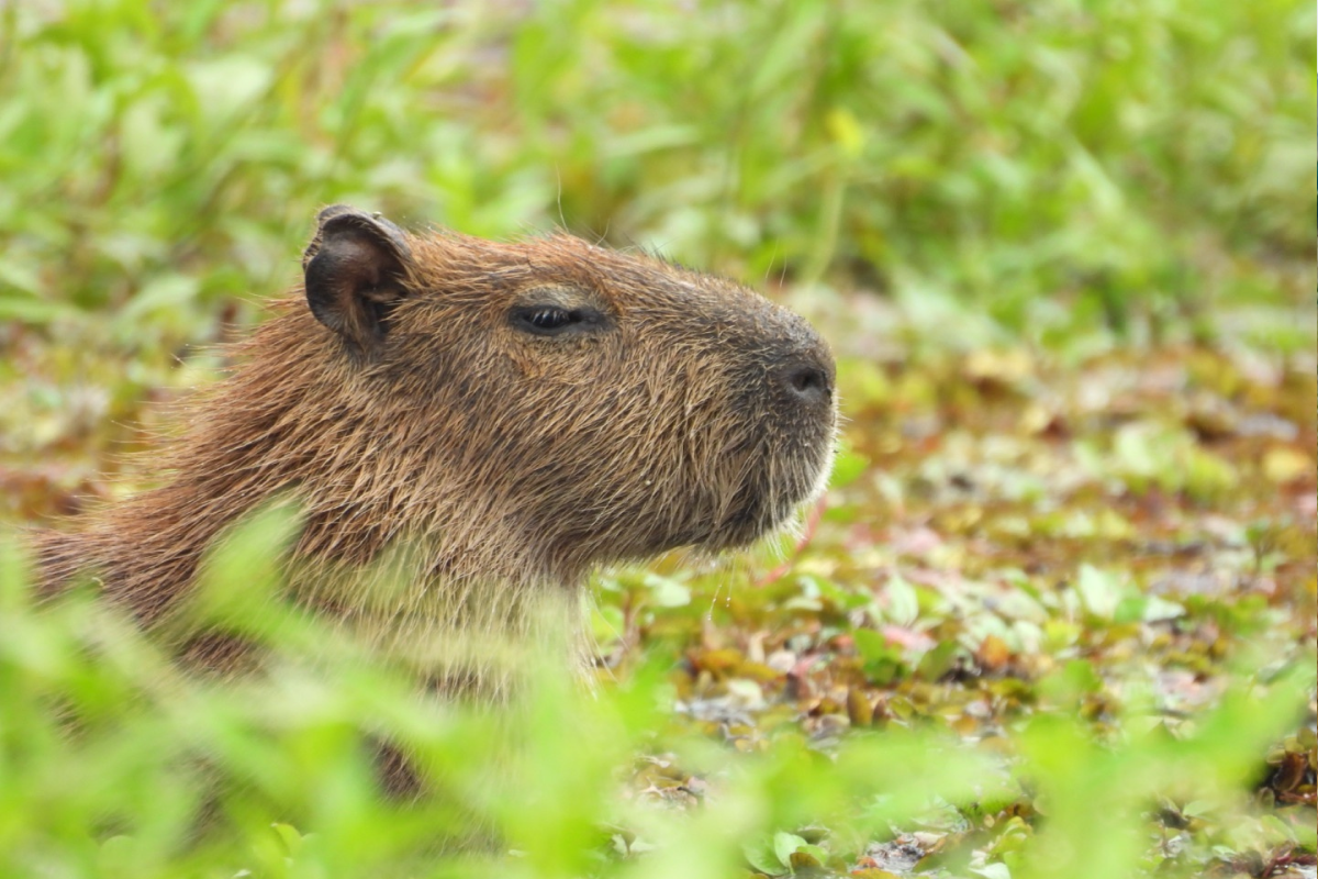 BGA Travel Biodiversity Culture Adventure