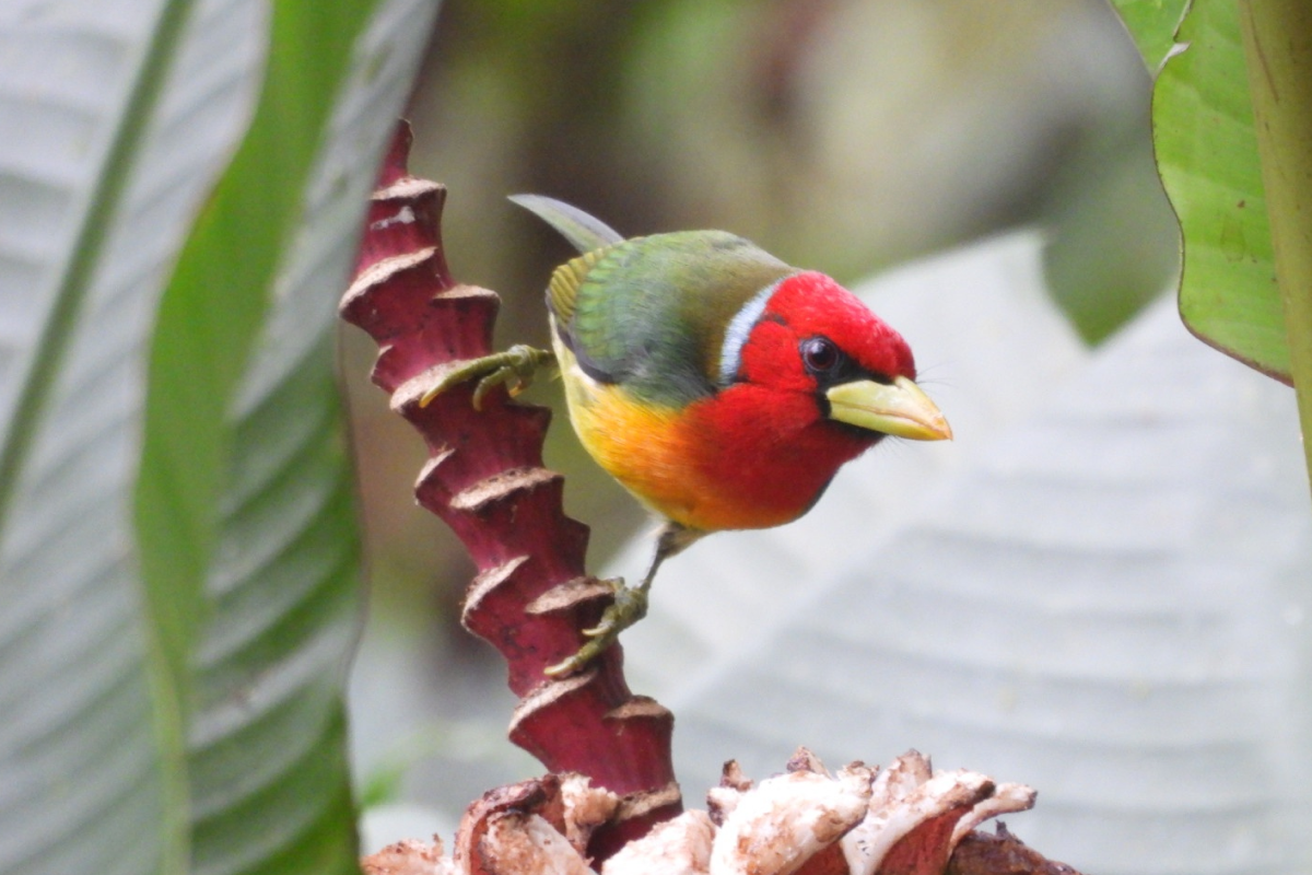 BGA Travel Biodiversity Culture Adventure