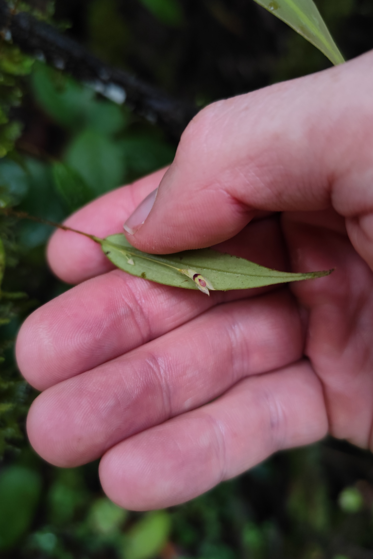 BGA Travel Biodiversity Culture Adventure