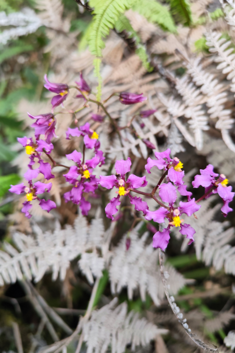 BGA Travel Biodiversity Culture Adventure