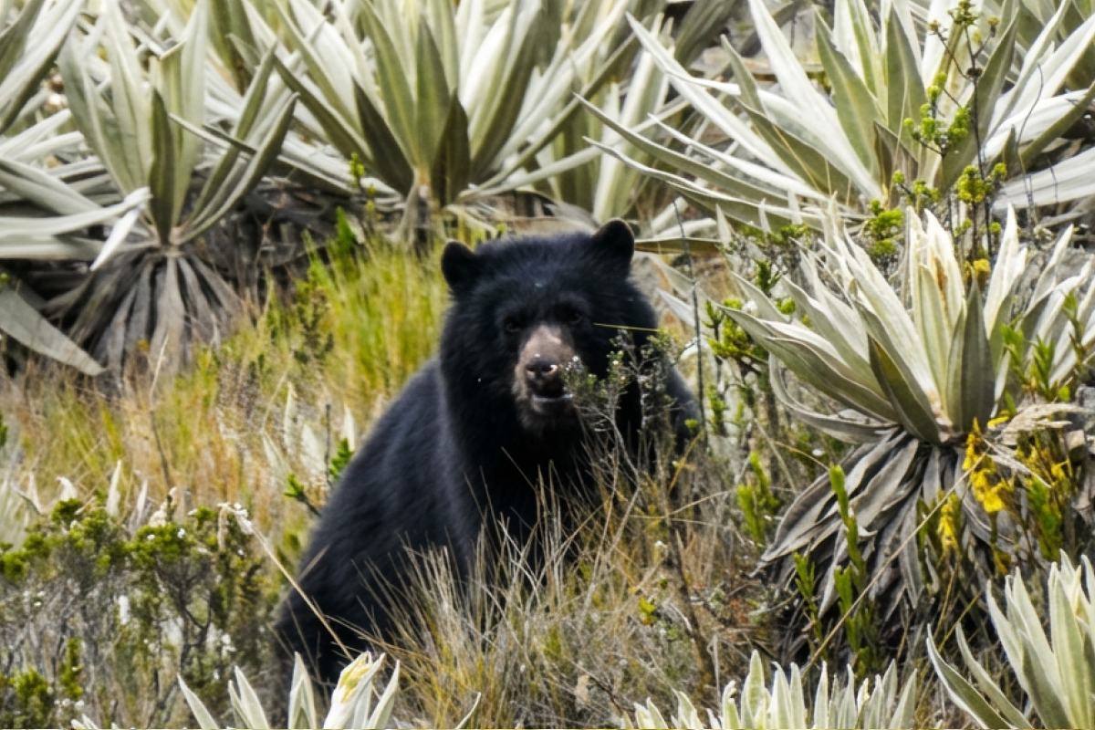 BGA Travel Biodiversity Culture Adventure